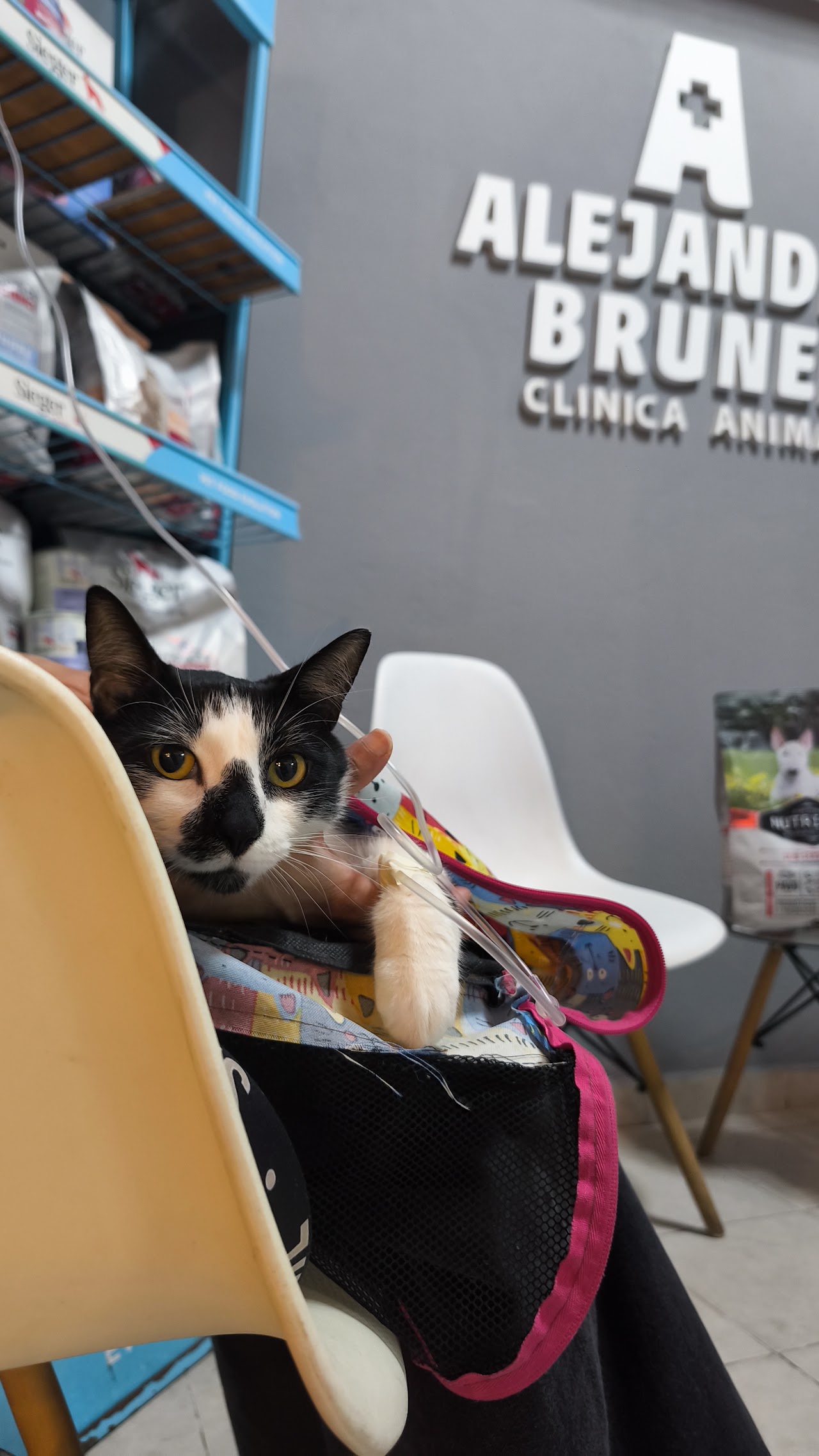 Paciente felino en Clínica Animal Alejandro Brunel